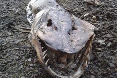 Xác sinh vật lạ đầu khủng long, đuôi cá dạt vào bờ hồ Anh