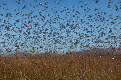 ‘Bão’ châu chấu khổng lồ ‘nhấn chìm’ miền Nam nước Nga