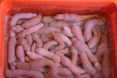 Đặc sản bổ thận tráng dương đắt gấp đôi vàng của Trung Quốc