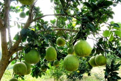 Kỹ thuật trồng bưởi Đoan Hùng cho quả sai, mọng nước