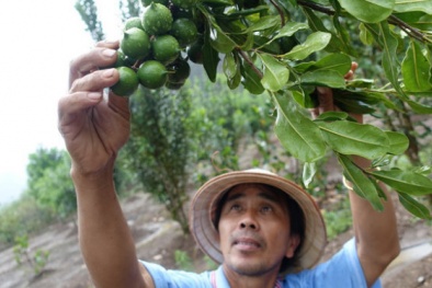 Ban hành Hướng dẫn kỹ thuật sản xuất cây mắc ca