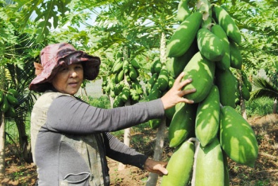 Kỹ thuật trồng cây đu đủ cho trái sai quanh năm, ít sâu bệnh