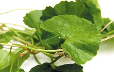 Bà bầu, người bị bệnh tiểu đường không nên ăn rau má