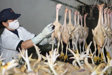 Bộ Tài chính 'cởi trói' 14 loại phí cho gà