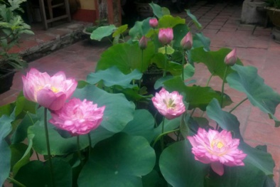 Kỹ thuật trồng sen trong chậu nhiều hoa, tươi lâu