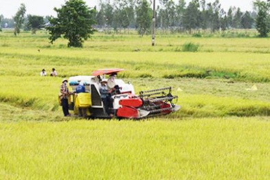 Đồng Tháp: 5 ngành hàng nông sản được chọn là lợi thế cạnh tranh của tỉnh