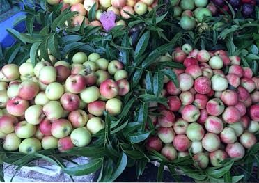 Bị lừa ăn 2.000 tấn mận, đào Tàu, dân Việt sợ hãi