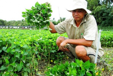 Đổi đời từ cây rau diếp cá chuyên canh