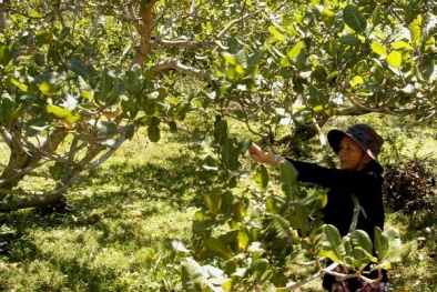 Đồng Nai: Giải pháp nâng cao năng suất, hiệu quả trong sản xuất điều