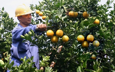 Hòa Bình: Ứng dụng công nghệ sinh học thúc đẩy phát triển kinh tế - xã hội