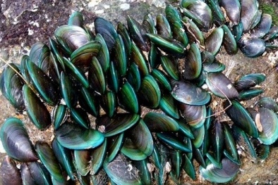 Kỹ thuật nuôi chem chép ở vùng biển nhiều sóng gió