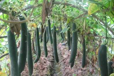 Kỹ thuật trồng bí đao trái vụ sai quả, không sâu bệnh 