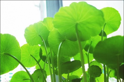 Kỹ thuật trồng cây rau má Tây Phi cho lá to, nhiều nước