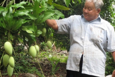 Tỷ phú đảo Hòn Tre tiết lộ bí quyết ép xoài ra hoa trái vụ