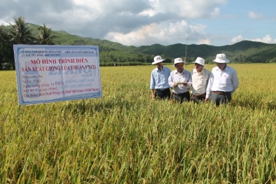 Bình Định: Giống lúa mới VN 121 cho năng suất, hiệu quả cao
