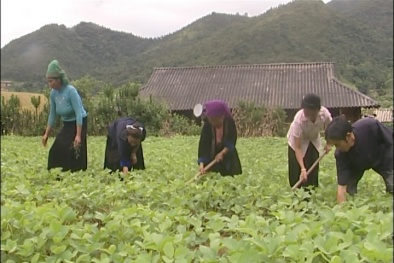 Điện Biên: Mô hình trồng đậu tương trên đất lúa 1 vụ cho năng suất cao