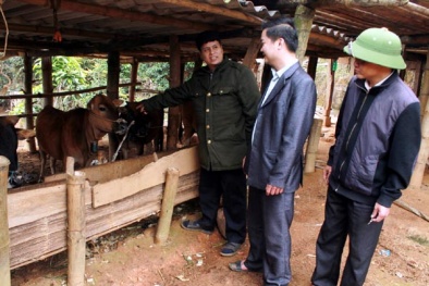 Mô hình chăn nuôi gia súc hàng hóa cho năng suất cao tại Hà Giang