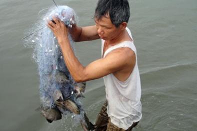 Quảng Bình: Mô hình nuôi cá Dìa thương phẩm cho năng suất cao