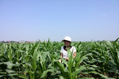 Vĩnh Phúc: Trồng ngô biến đối gen cho năng suất cao