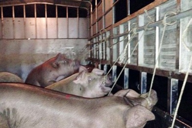 Cà Mau báo động tình trạng bơm nước vào heo trước khi giết mổ