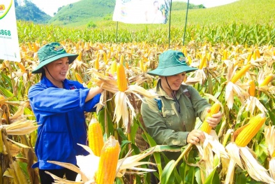 Lào Cai: Thí điểm thành công mô hình liên kết 4 nhà trong sản xuất ngô
