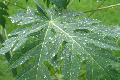 Chữa ung thư cổ tử cung từ lá đu đủ 