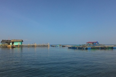 Kiên Giang: Mô hình nuôi cá bớp lồng bè trên biển cho năng suất cao 
