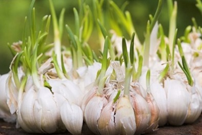 Kỹ thuật trồng tỏi tại nhà cho củ 'đẫy đà' tươi lâu