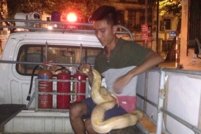 Đưa trăn khổng lồ đi dạo phố, nam thanh niên 'được' mời về đồn