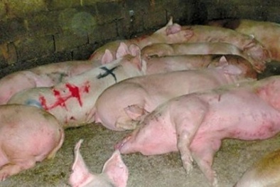 Trung Quốc: Triệt phá đường dây chế biến xúc xích bẩn từ thịt lợn chết