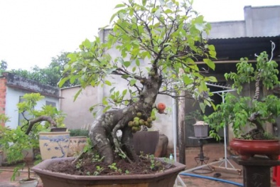 Kỹ thuật trồng bonsai cây sung dáng đẹp 'miễn chê'
