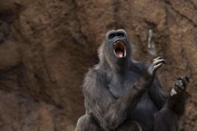 Công bố nghiên cứu mới: Loài khỉ có thể 'nói' được tiếng người?