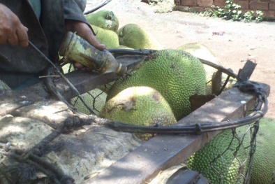 Trái cây đẹp nhờ hóa chất