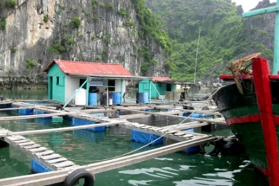 Kỹ thuật nuôi cá bằng lồng đồng cho năng suất chất lượng cao