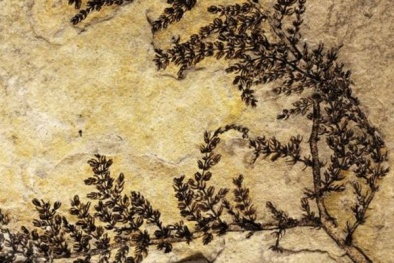 Phát hiện mới nhất về loài cây có hoa đầu tiên trên thế giới