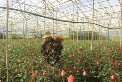 Thu hàng trăm triệu đồng từ 'vườn hồng công nghệ cao'