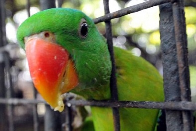 Ấn Độ: Chú vẹt ‘côn đồ’ bị bắt giam vì lăng mạ bà cụ 85 tuổi