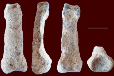 Phát hiện hóa thạch xương ngón tay loài người đầu tiên trên thế giới