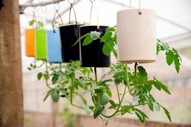 Độc đáo cách trồng cà chua lộn ngược sai trĩu trịt quả