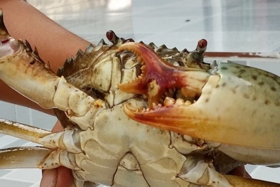 Người dân miền Tây liên tục bắt được cua 3 càng 'mang may mắn'