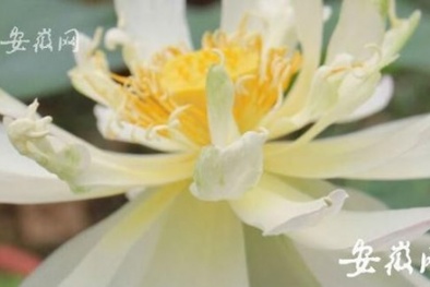 Trung Quốc: Hạt sen 600 tuổi bất ngờ 'thức dậy' nở hoa