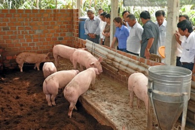 Sóc Trăng: Mô hình chăn nuôi heo ứng dụng đệm lót sinh học cho năng suất cao