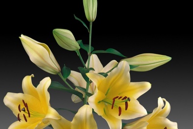 Nhân giống và sản xuất thành công hoa lily Manissa và Belladonna