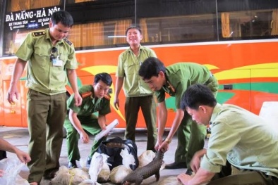 Ninh Bình: Phát hiện và thu giữ hơn nửa tấn nội tạng thối
