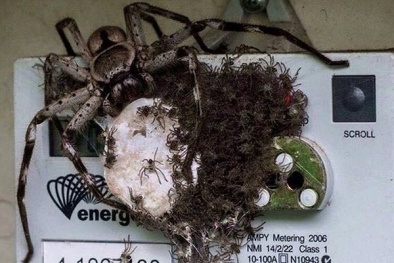 ‘Rùng mình’ cảnh tượng nhện khổng lồ làm tổ trên thiết bị điện tử
