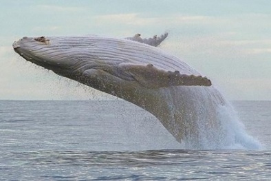 Cá voi lưng gù bạch tạng hiếm nhất hành tinh xuất hiện tại Australia 