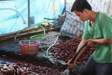 Khoai lang tím Vĩnh Long chưa tới 1.000 đồng/kg