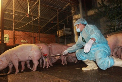 ​Truy tìm chất cấm tại lò mổ heo