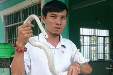 Gây nuôi thành công 20 con rắn bạch tạng