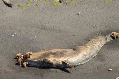 Hiện tượng cá voi mắc cạn chết bất thường tại Mỹ